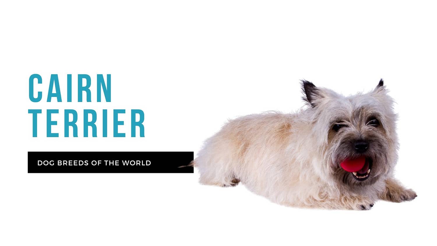 do cairn terriers need to be stripped