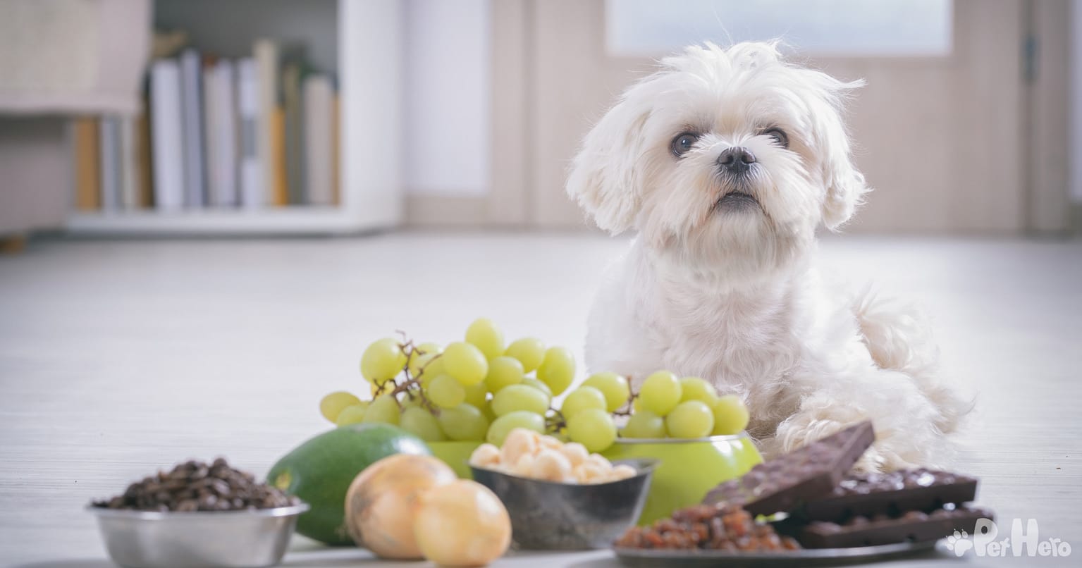 Gallery Detail: What Not To Feed Dogs Especially Dogs With Seizures Or