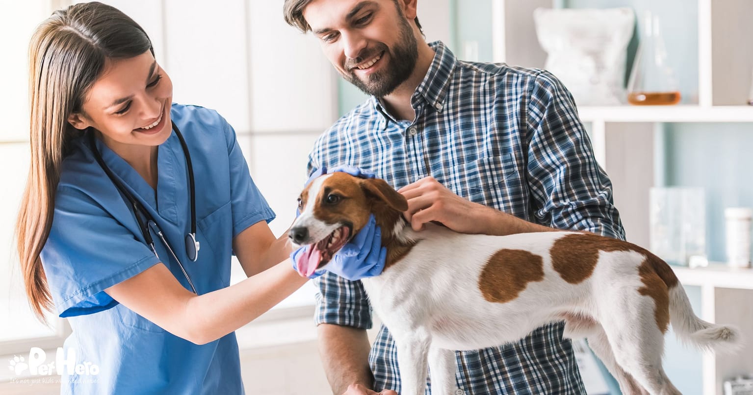 Helpful Tips To Ensure You Find The Right Vet For Your Pets Pet Hero