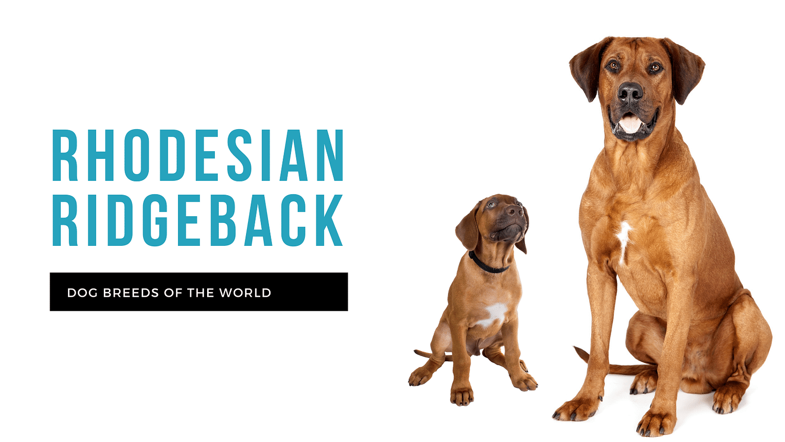 Rhodesian Ridgeback | Pet Hero