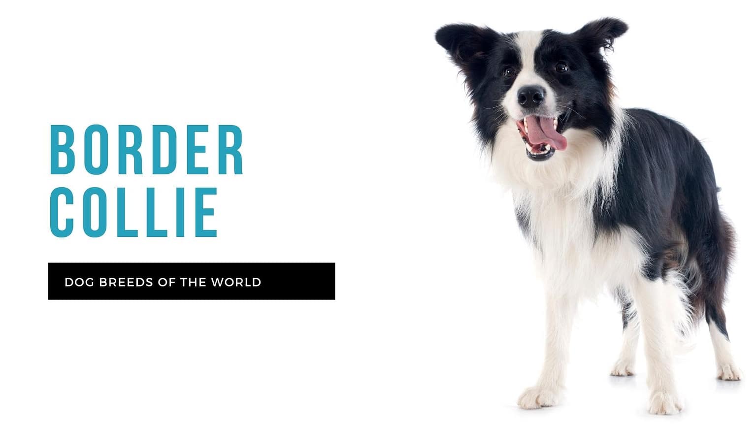 Everything to Know About the Border Collie Dog Breed | Pet Hero
