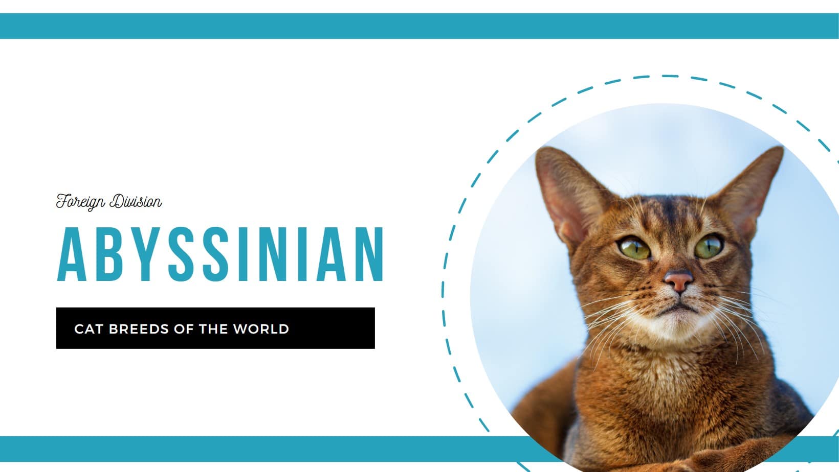 Where are Cat Breeds from: Discover Origins of Popular Felines