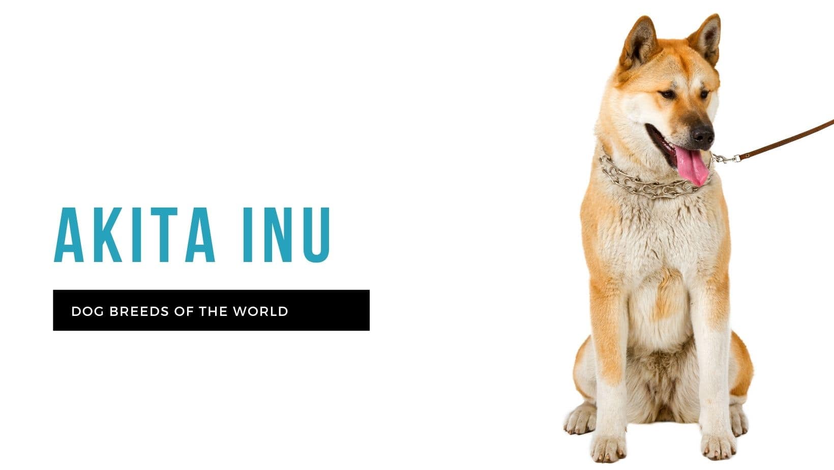 Everything to Know About the Akita Inu Dog Breed | Pet Hero