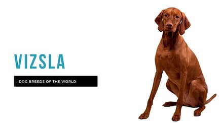 Dog Breeds That Start With W: Wonderful Companions