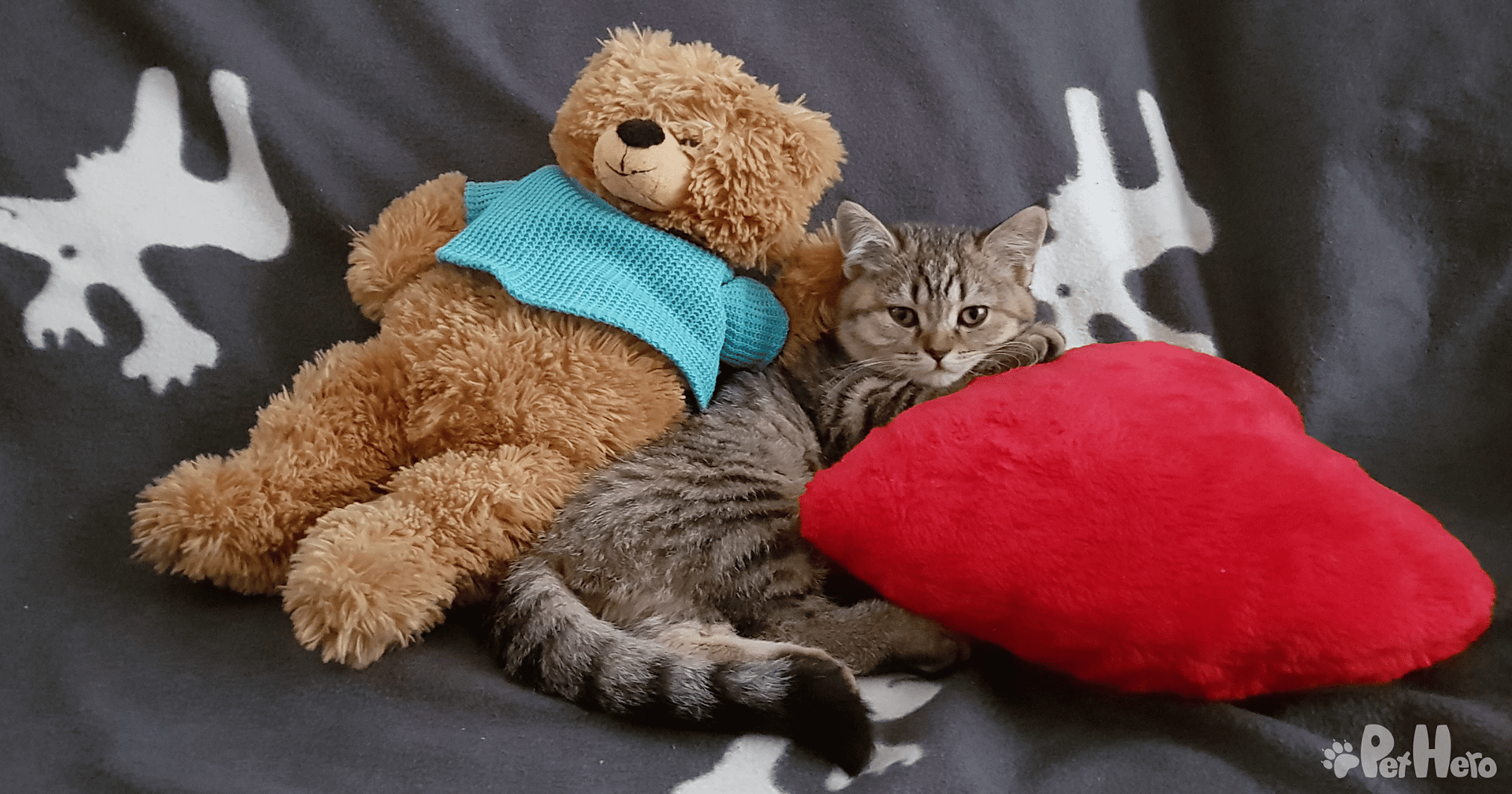 Kitten Starter Kit Checklist What You Need For A New Kitten Pet Hero