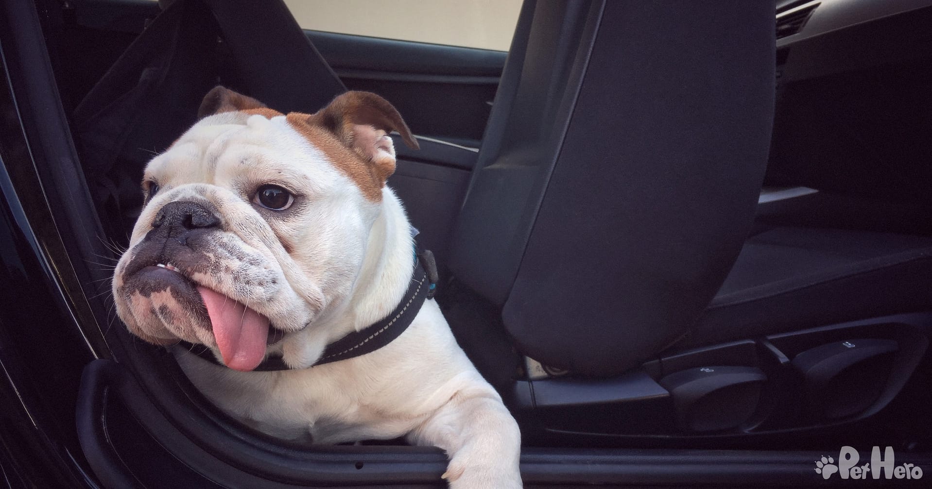 Dog Car Sickness Remedy For Dogs Who Vomit When They Travel Pet Hero