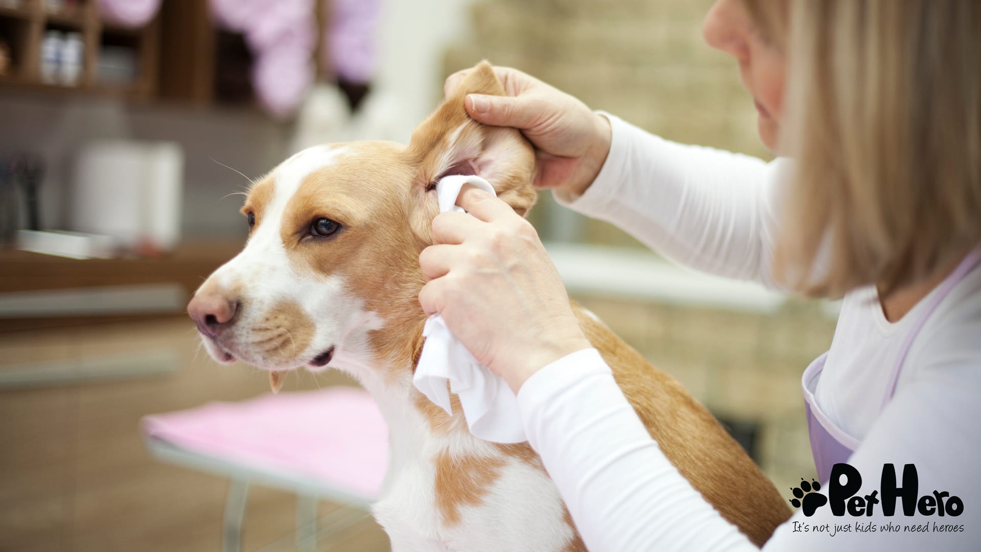 Picture of How to clean your dog's ears | Pet Hero