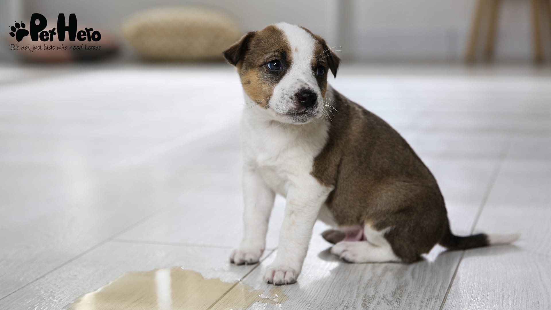 Dog Urinating in House Behavioral: Causes, Solutions & Tips