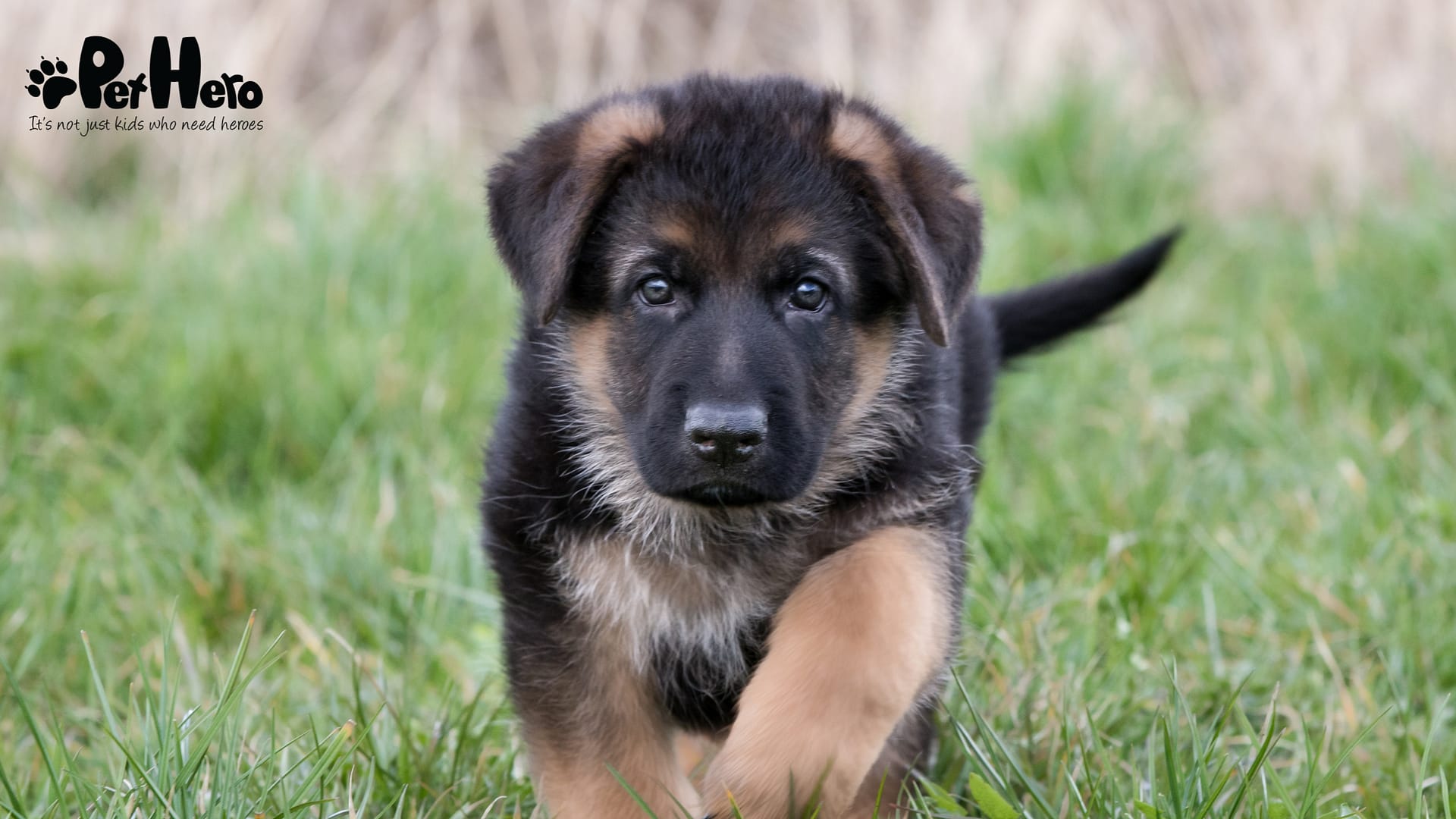 Shepherd Double Coat Puppy Gsd Long Coat Price Shepherd