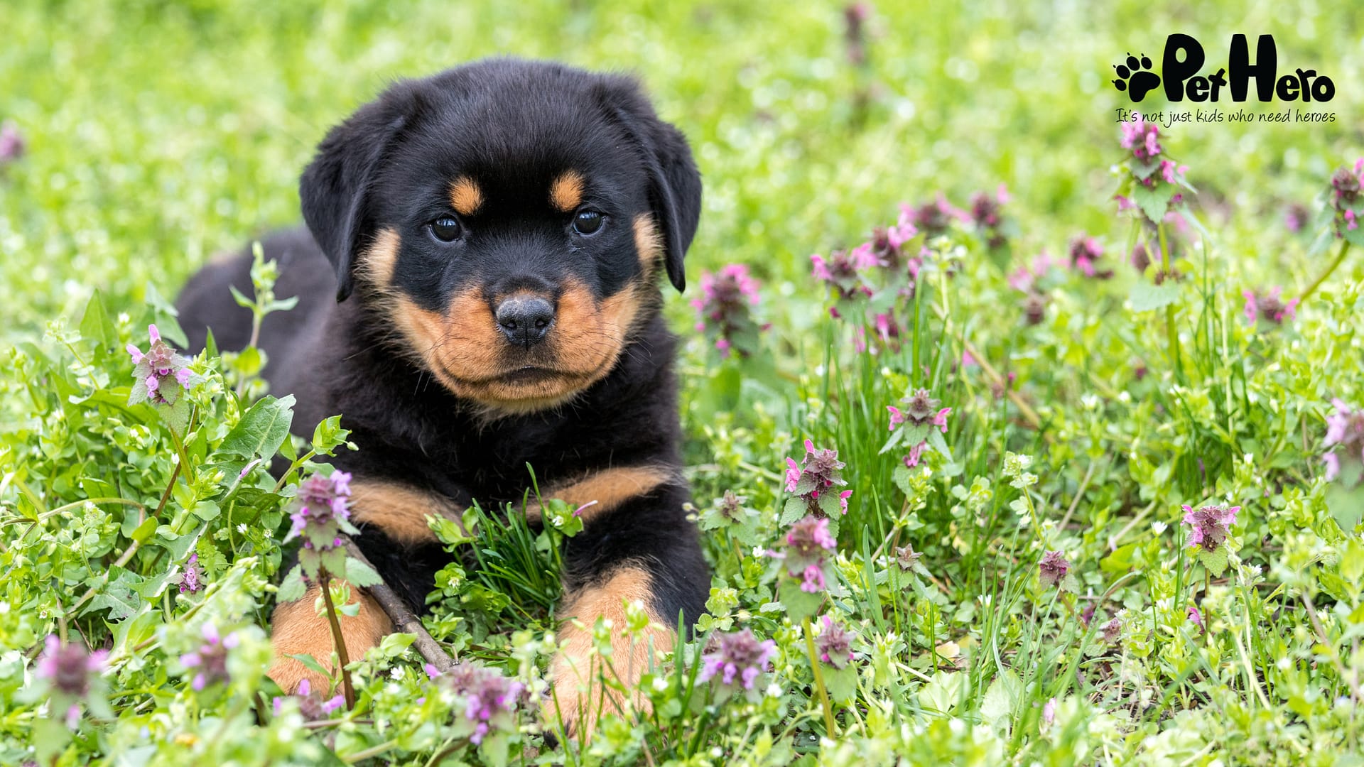 Rottweiler Pups Rottweiler Puppies For Sale | EuroPuppy