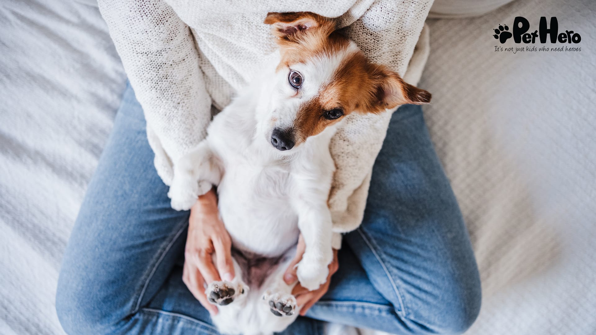 Mental Health Dog: Boosting Well-being Through Canine Companions