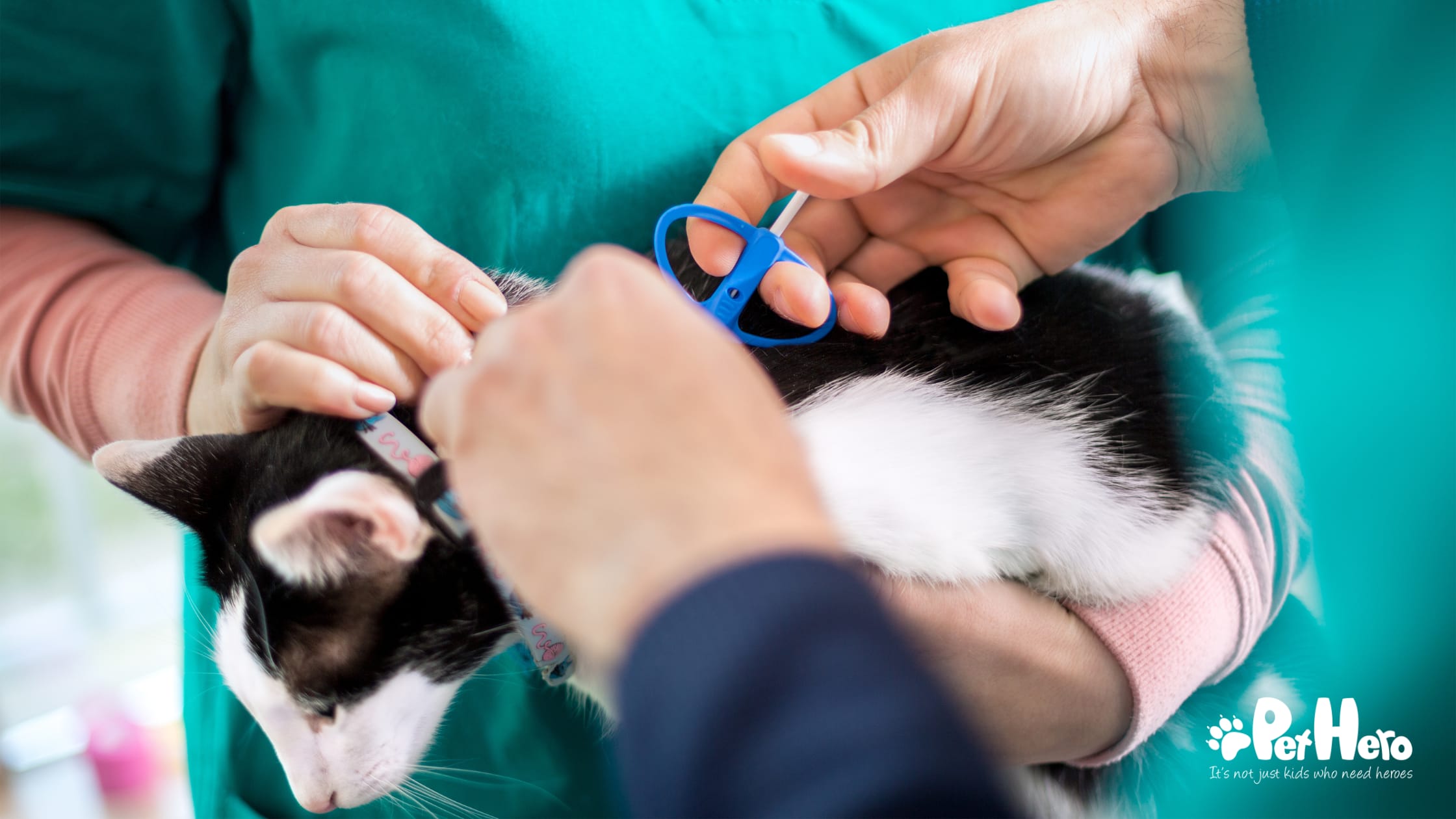 Microcipped All you need to know about microchipping your pets