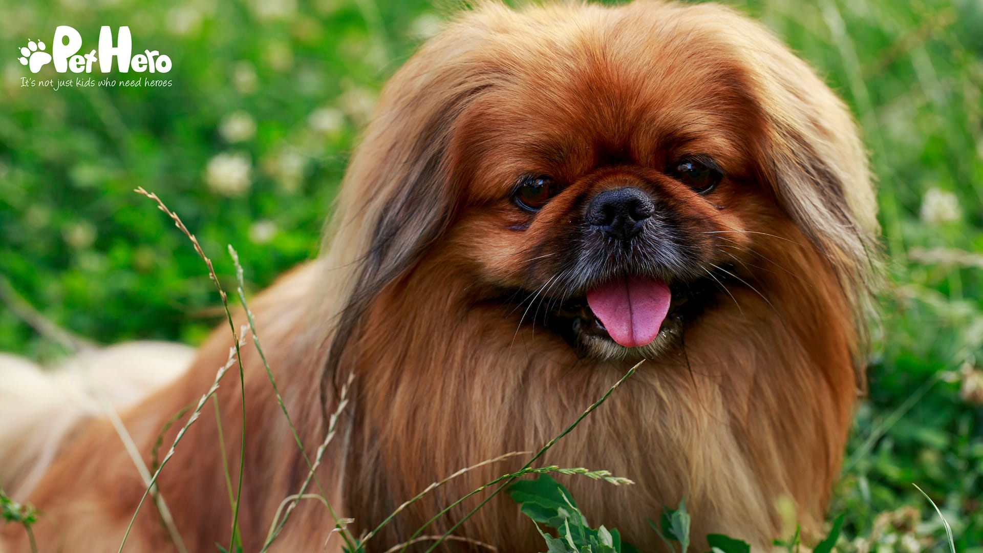 Pekingese breed - Facts and traits | Pet Hero
