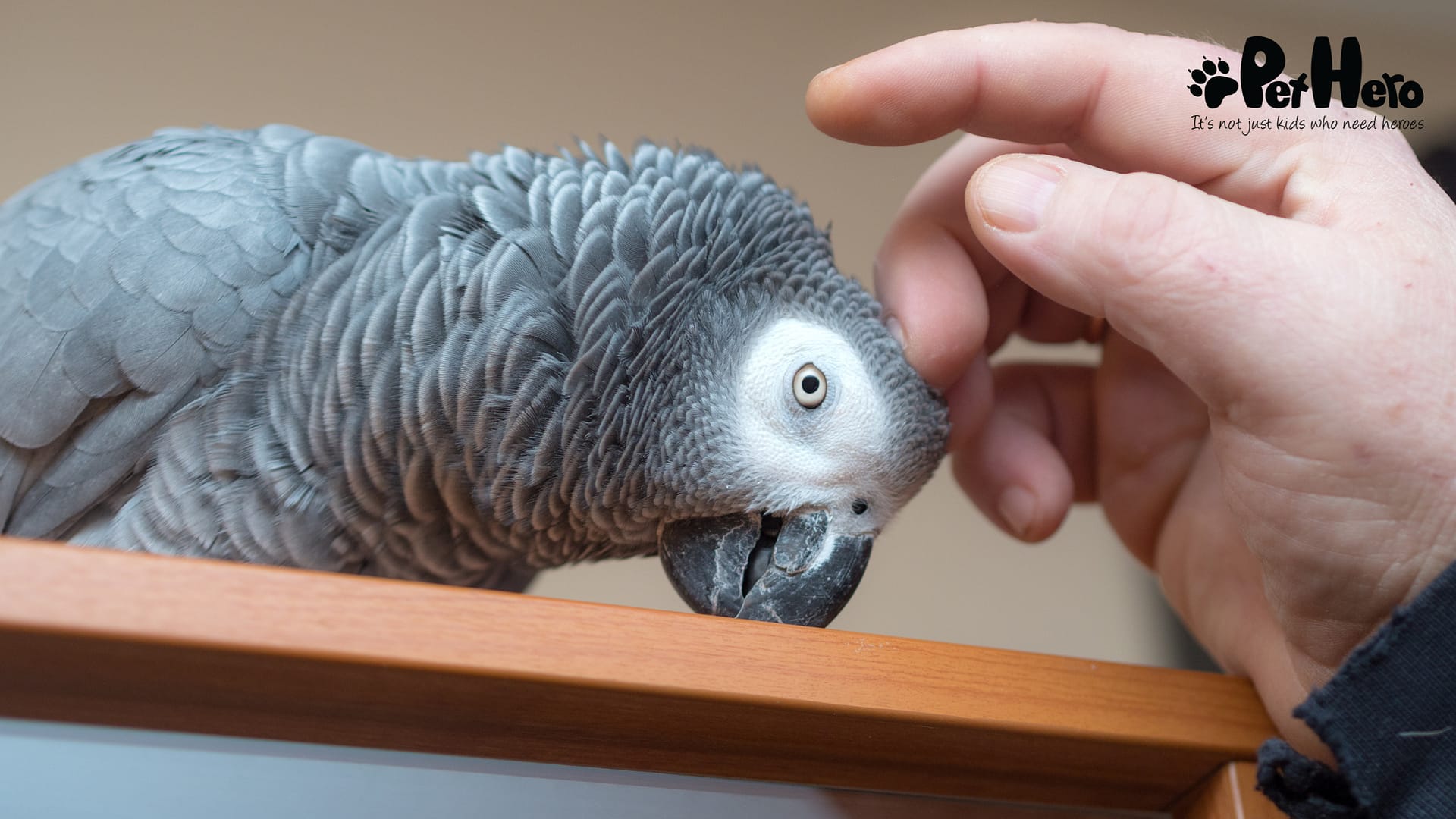 How To Begin Training Your Parrot | Pet Hero