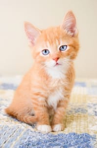 Adorable ginger and white kitten sitting on a blue and yellow blanket