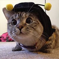 Top 10 most famous internet cats in the world