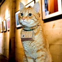 Top 10 most famous internet cats in the world