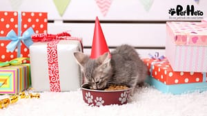 How to celebrate a cat's birthday? | Pet Hero