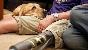 Dogs assisting those with disabilities & disorders