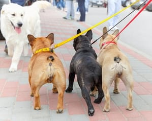 three Domestic dogs French Bulldog breed on leash met with labrador retriever