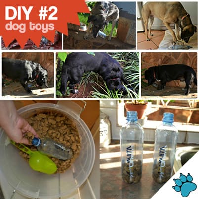 How to Build Puzzle Toys for Dogs: Easy DIY Fun & Brain Boosters