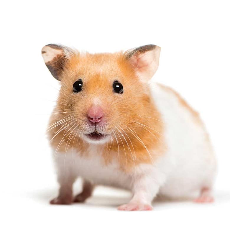 What Cat Breeds Do Pet Stores Get Hamsters: Surprising Facts Revealed