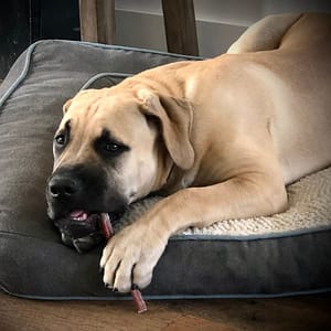 Boerboel | Pet Hero