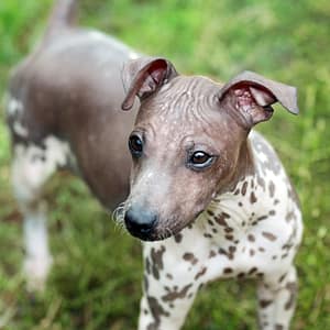 does the american hairless terrier love children