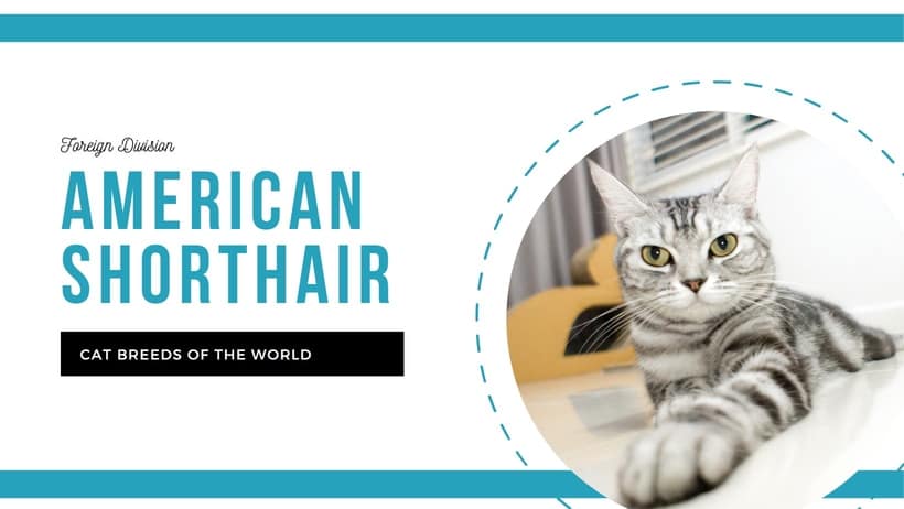 How Many Cat Breeds are There 2025: Discover the Complete List!
