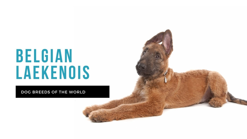 Belgian Dog Breeds: Discover Unique Canine Companions