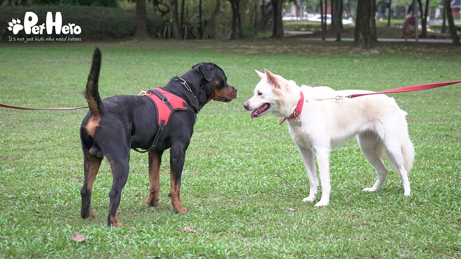 What is the Best Dog Harness: Top Picks Revealed