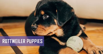 Rottweiler Puppies | Pet Hero