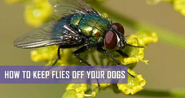 how to keep flies away from dog food outside