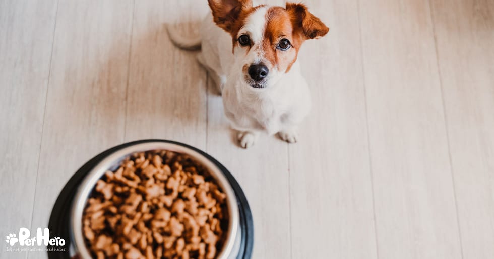Dog Seizures And Diet: Foods That Help Control Symptoms