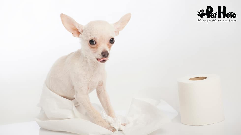 Why are Cats Easier to Potty Train Than Dogs: Surprising Reasons Revealed
