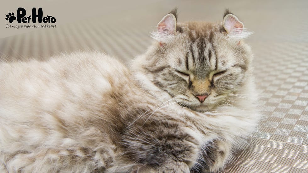 What Cat Breeds Have a Main Mane? Discover Top Feline Types