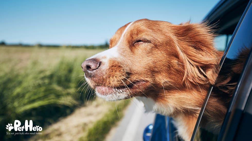 Do You Capitalize Dog Breeds? Essential Grammar Tips