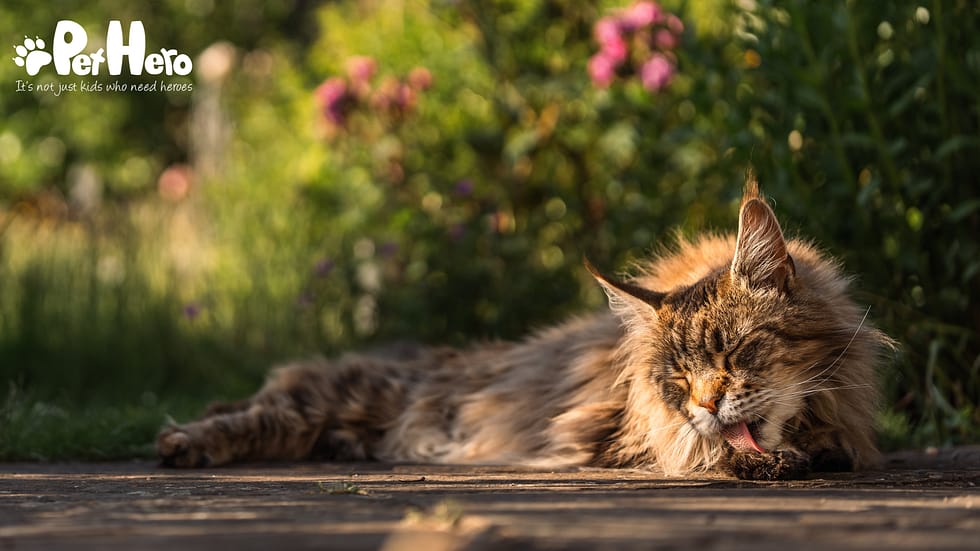What Cat Breeds Have Long Ear Hair: Top Fluffy Feline Types Revealed