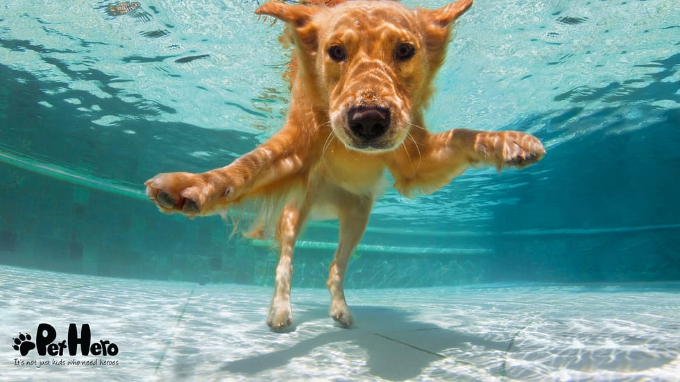 Should Dog Breeds Be Capitalized: Essential Grammar Tips