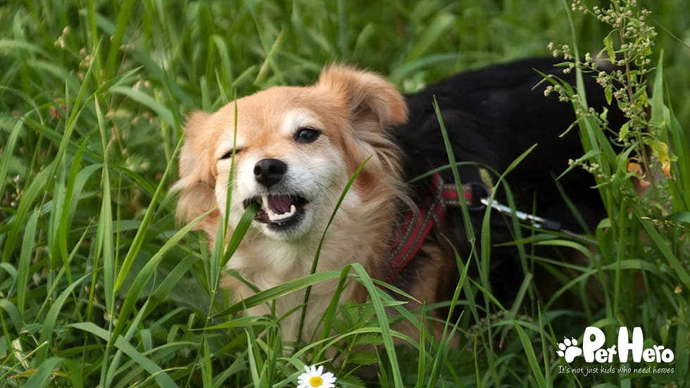 Do You Capitalize Dog Breeds? Essential Grammar Tips