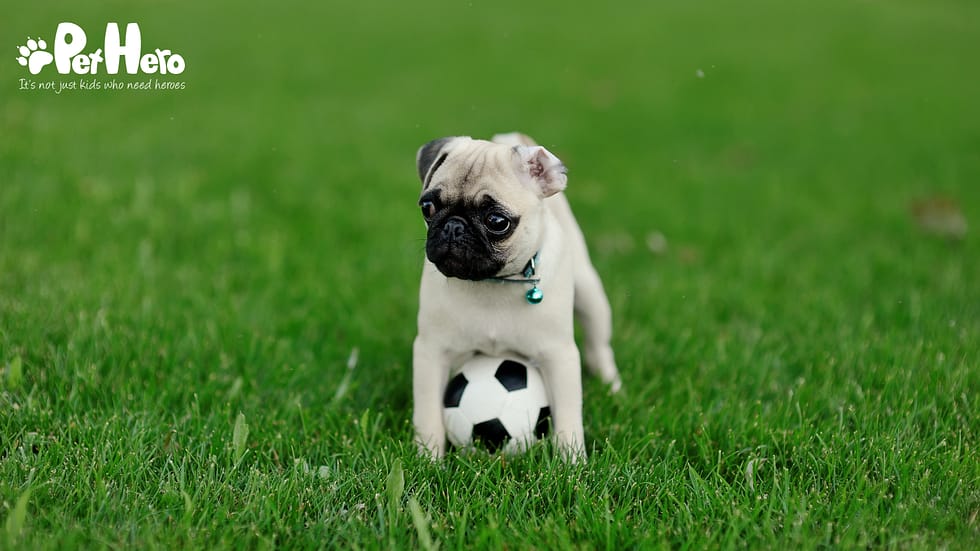 Do You Capitalize Dog Breeds? Essential Grammar Tips