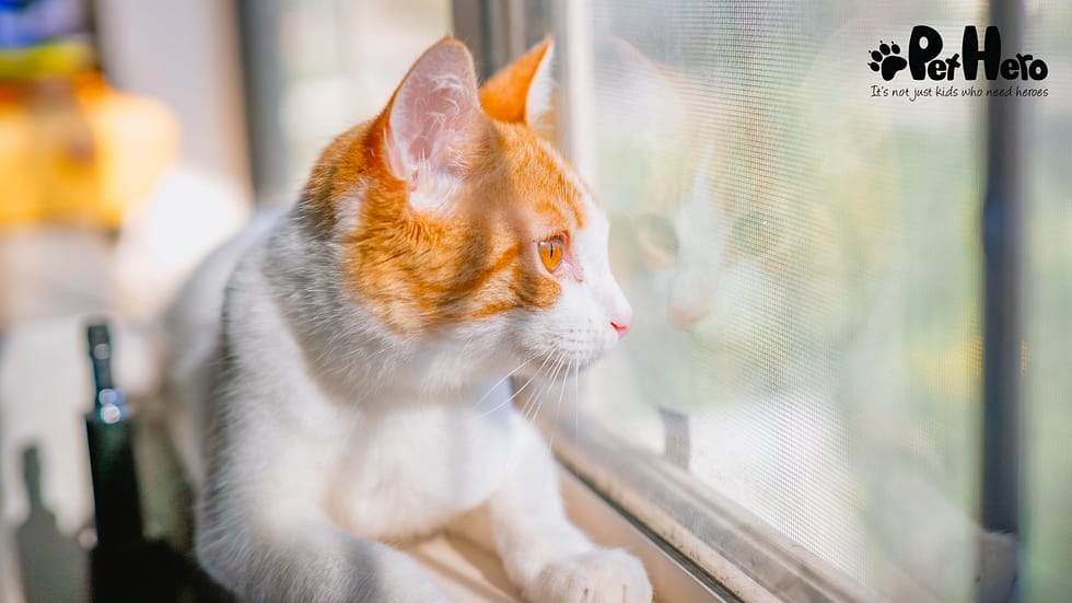 Cat Submissive Behaviour: Understanding Your Cat’s Hidden Signals