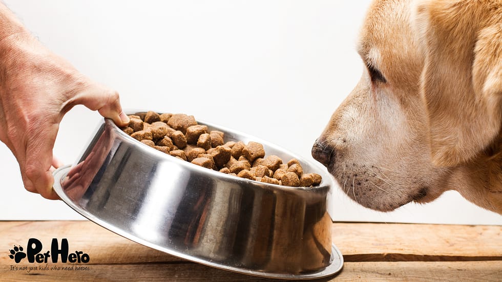 Can Dog Food Cause Seizures in Dogs? Uncover the Truth