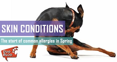 what food causes skin allergies in dogs