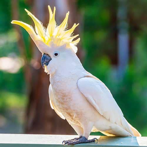 How Long Do Pet Birds Live In Captivity? Pet Hero