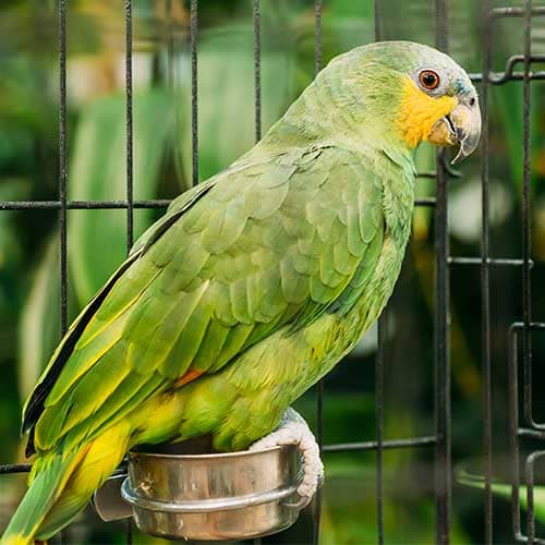 How long do pet birds live in captivity?
