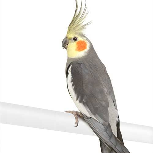 How long do pet birds live in captivity?