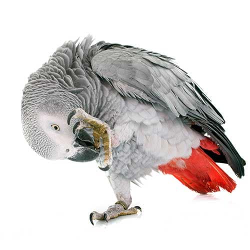 How Long Do Pet Birds Live In Captivity? Pet Hero