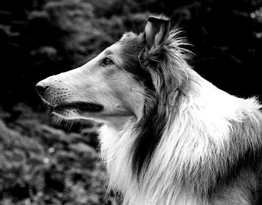 Sassy Lassie, The Rough Collie Guide Dog