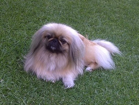 Pekingese breed - Facts and traits